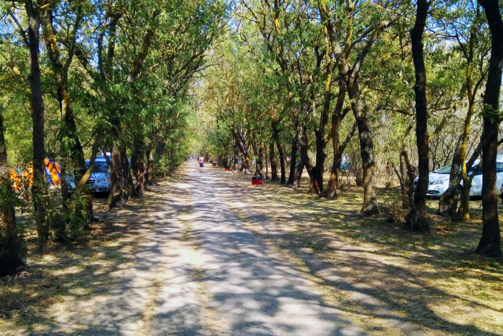 Хвойный лес в Лебедевке